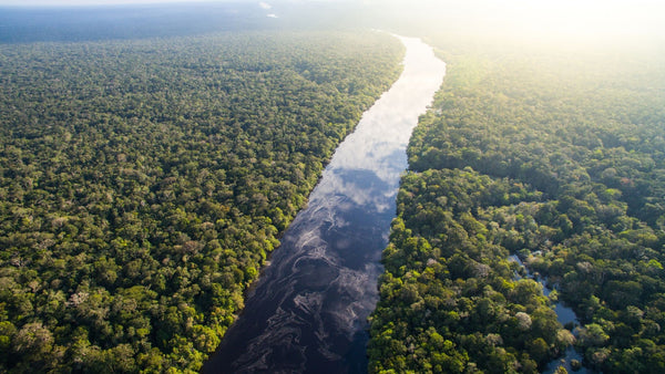 Amazon RainForest  | Fashion is Linked To Deforestation